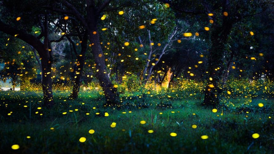 Chất Liệu Dạ Quang Của Đồng Hồ
